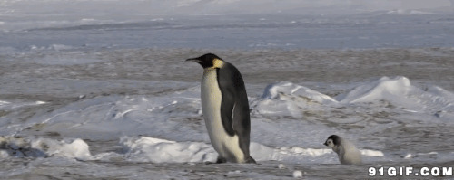南极企鹅雪地行走图片