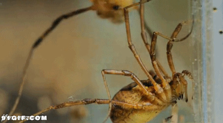 大蜘蛛活动动态图片:蜘蛛