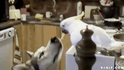 鹦鹉叼面条给狗狗吃搞笑图片:狗狗,鹦鹉