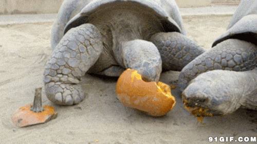 大乌龟啃食南瓜图片:乌龟,南瓜