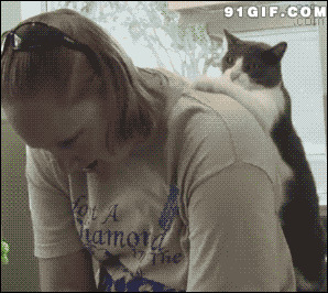 猫猫挠痒痒视频图片