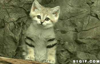 可爱小猫咪打牌图片:猫猫