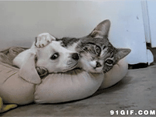 猫猫狗狗搂抱亲吻动态图片:猫猫,狗狗,亲吻