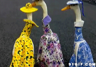 鸭子穿衣服过大街动态图片:鸭子