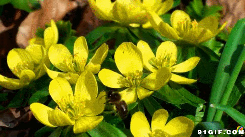 蜜蜂飞舞花丛中采蜜图片