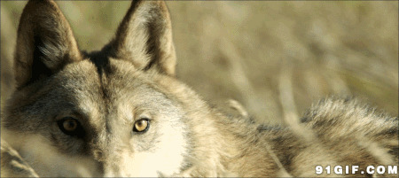 充满野性的狼动态图片:狼,恶狼,野狼
