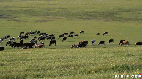草原上成群结对的奶牛图片:奶牛,草原