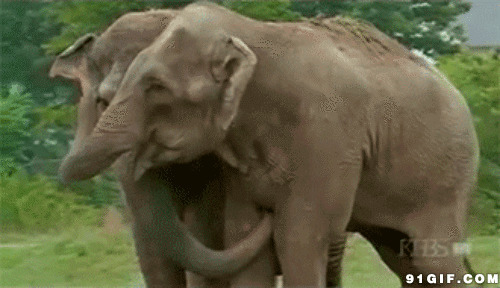 两头大象相互拥抱图片:大象,
