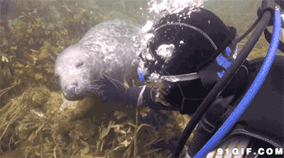 潜水员与海狮动态图片