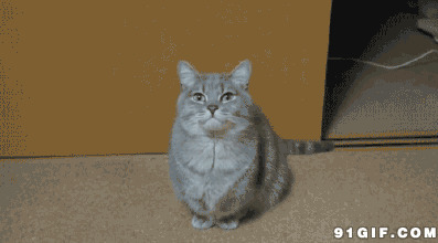 宠物猫猫张嘴视频图片:猫猫