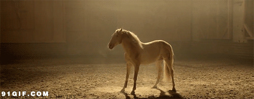 白色骏马抖身上毛发图片:骏马,马儿