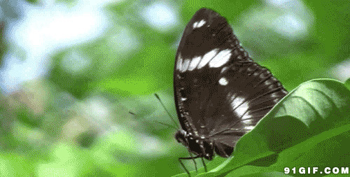 树叶上黑色蝴蝶动态图片