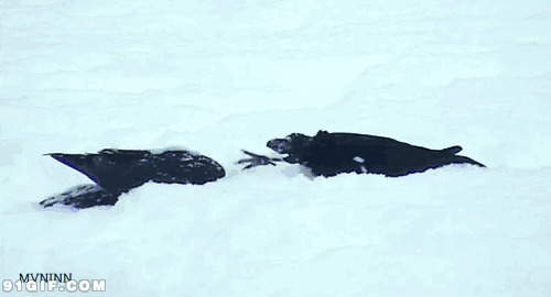 雪堆中恩爱的乌鸦动态图片