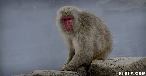红脸的猴子动态图片:猴子