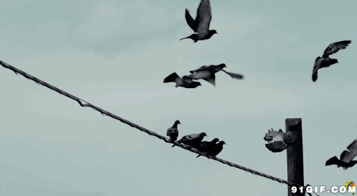 电线杆上的鸟儿动态图片:小鸟,飞鸟