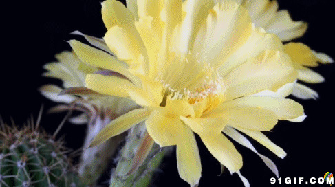 鲜花开放动态视频图片