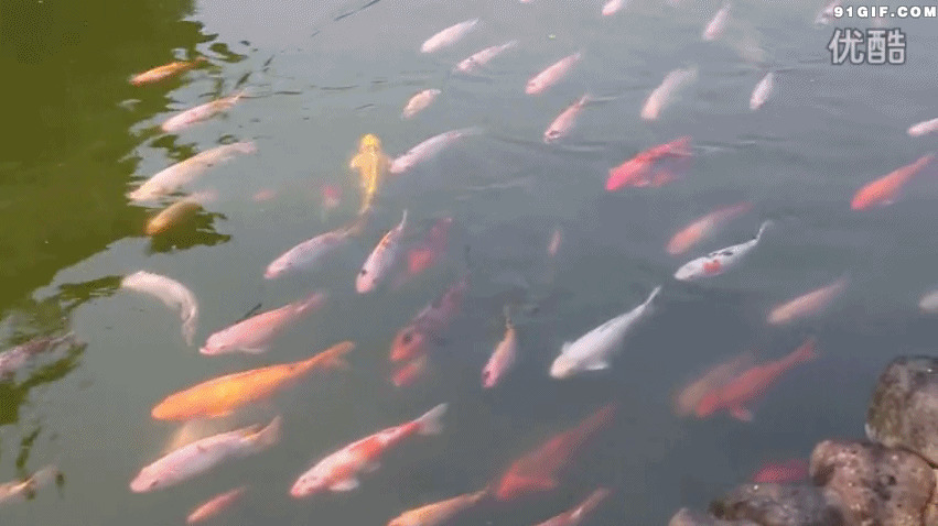 池塘游动的金鱼视频图片:金鱼,鱼群