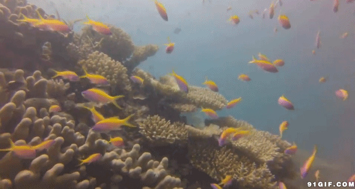 海底珊瑚礁金鱼图片