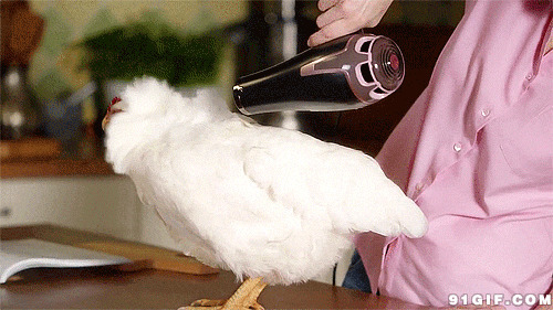 吹风机吹鸡毛搞笑图片:吹风机,母鸡