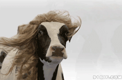 大风吹乱了奶牛的头发图片:奶牛,风吹