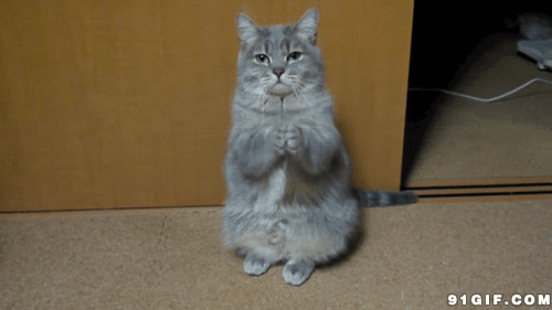 憨厚的猫猫双手作揖图片