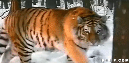 山林中出现的东北虎:老虎