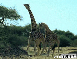 长颈鹿斗架视频图片
