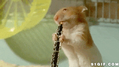 花栗鼠组成的乐队搞笑图片:花栗鼠,乐队,搞笑