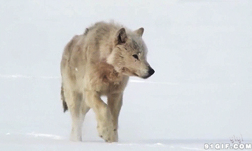 雪地独自行走的野狼图片