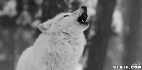 仰天长啸的野狼图片:野狼,饿狼,狼嚎