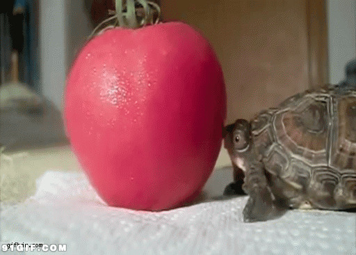 乌龟头顶西红柿搞笑图片:乌龟,搞笑