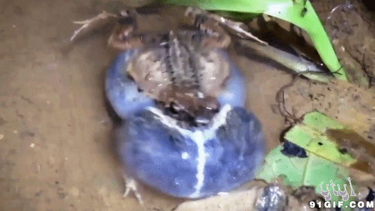 青蛙鼓起大大的腮帮图片:青蛙