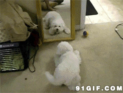 小狗狗看镜子搞笑图片:狗狗,搞笑