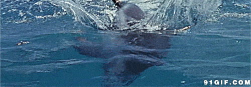 大海鲸鱼跃出水面图片