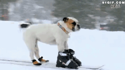 狗狗穿雪橇雪地滑行图片