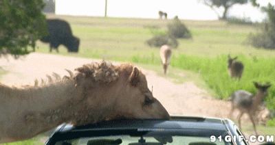 骆驼吓坏车里的小孩图片