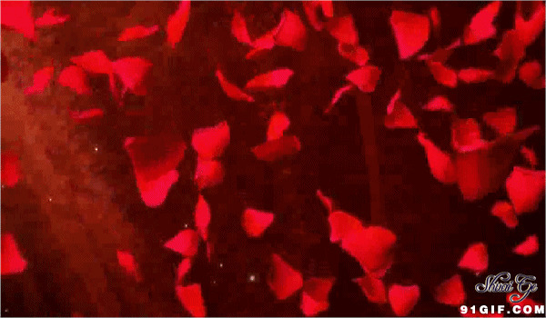 飘落的红色花瓣图片