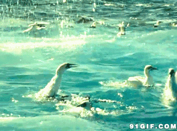 戏水的水鸭子动态图片