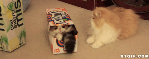 纸盒里的宠物猫猫动态图片