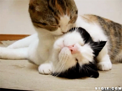 猫猫享受被舔的滋味图片