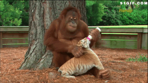 大猩猩给小老虎喂奶搞笑图片:猩猩,老虎