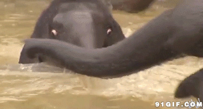 大象小河游泳动态图片