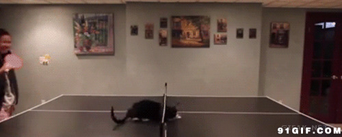追赶乒乓球的猫猫搞笑图片:猫猫,搞笑