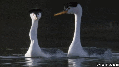 两只天鹅河中戏水图片:天鹅,戏水