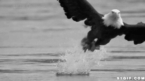 老鹰飞跃河中抓鱼图片