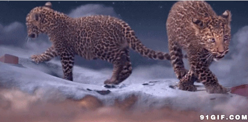 两只可爱小豹子图片:豹子,