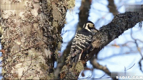 树上辛勤劳动的啄木鸟图片:啄木鸟,动物