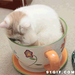 猫猫躲茶杯睡觉搞笑图片