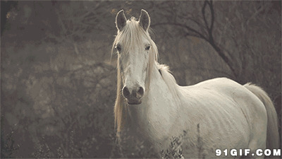 健壮的白马动态图片:白马,健壮,骏马