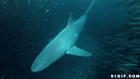 鲨鱼攻击鱼群动态图片
